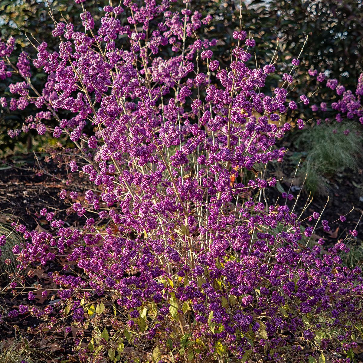 Liebesperlenstrauch Profusion - Callicarpa bodinieri Profusion - Bakker