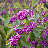 Verkauf Liebesperlenstrauch Profusion - Callicarpa bodinieri Profusion