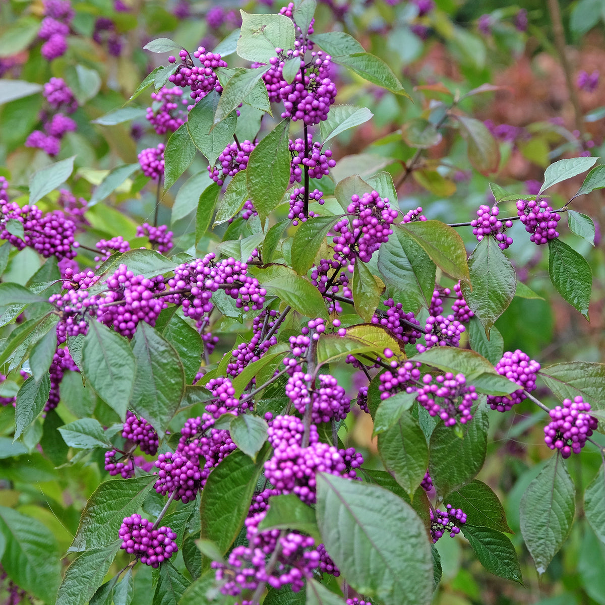 Liebesperlenstrauch Profusion