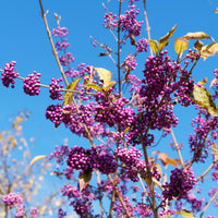 Sträucher - Liebesperlenstrauch Profusion - Callicarpa bodinieri Profusion