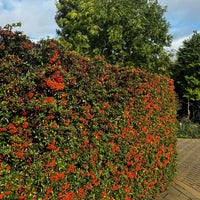 Feuerdorn ‘Saphyr Rouge’ (x3) - Pyracantha coccinea Saphyr Rouge - Bakker