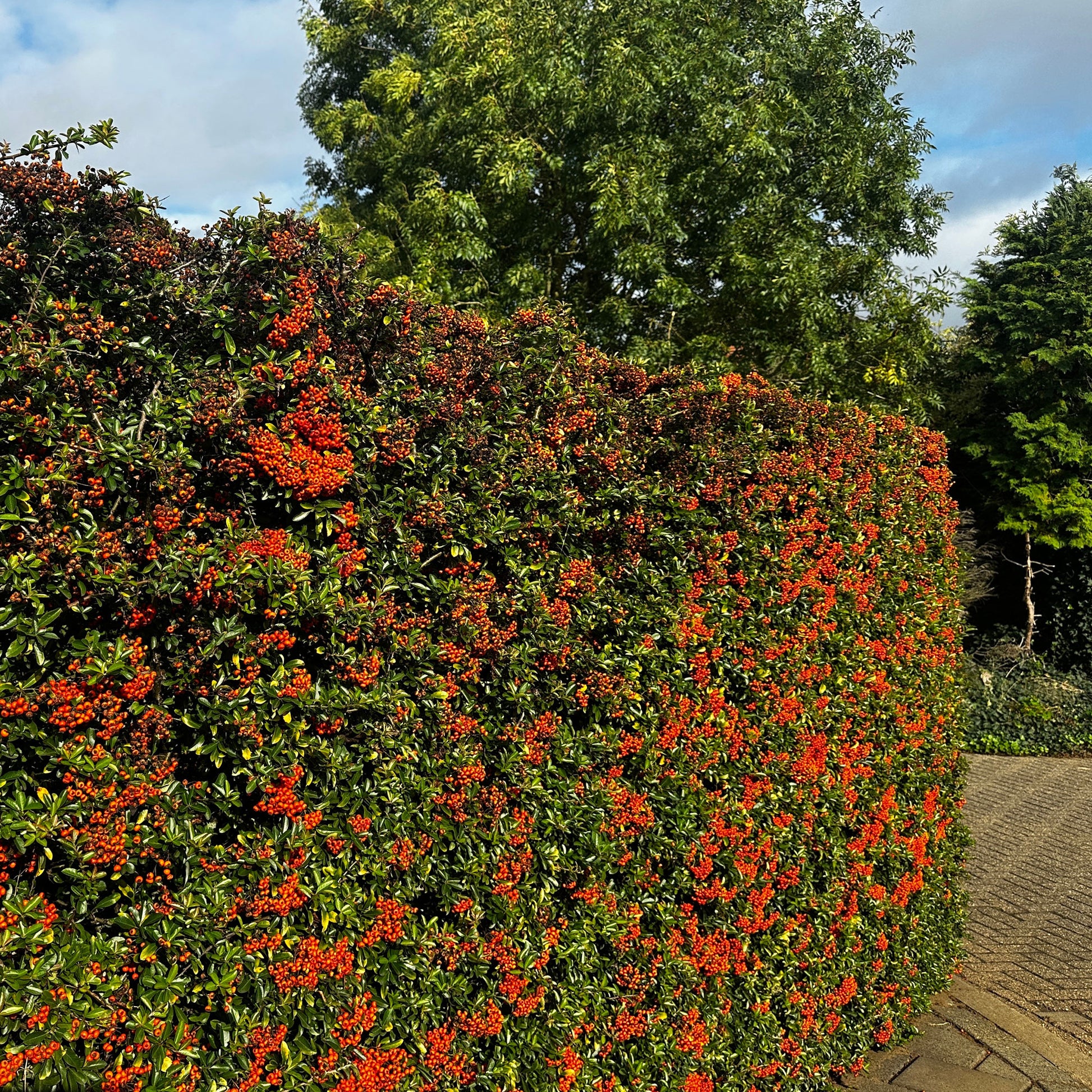 Feuerdorn ‘Saphyr Rouge’ (x3) - Pyracantha coccinea Saphyr Rouge - Bakker