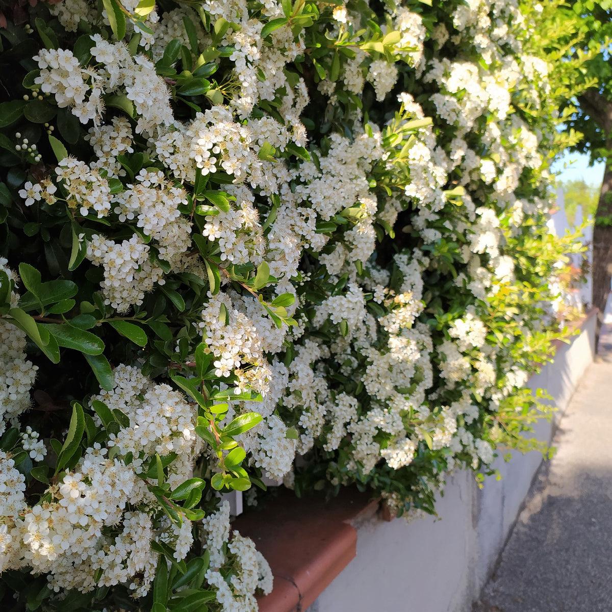 Pyracantha coccinea Saphyr Rouge - Feuerdorn ‘Saphyr Rouge’ (x3) - Immergrüne Pflanzen