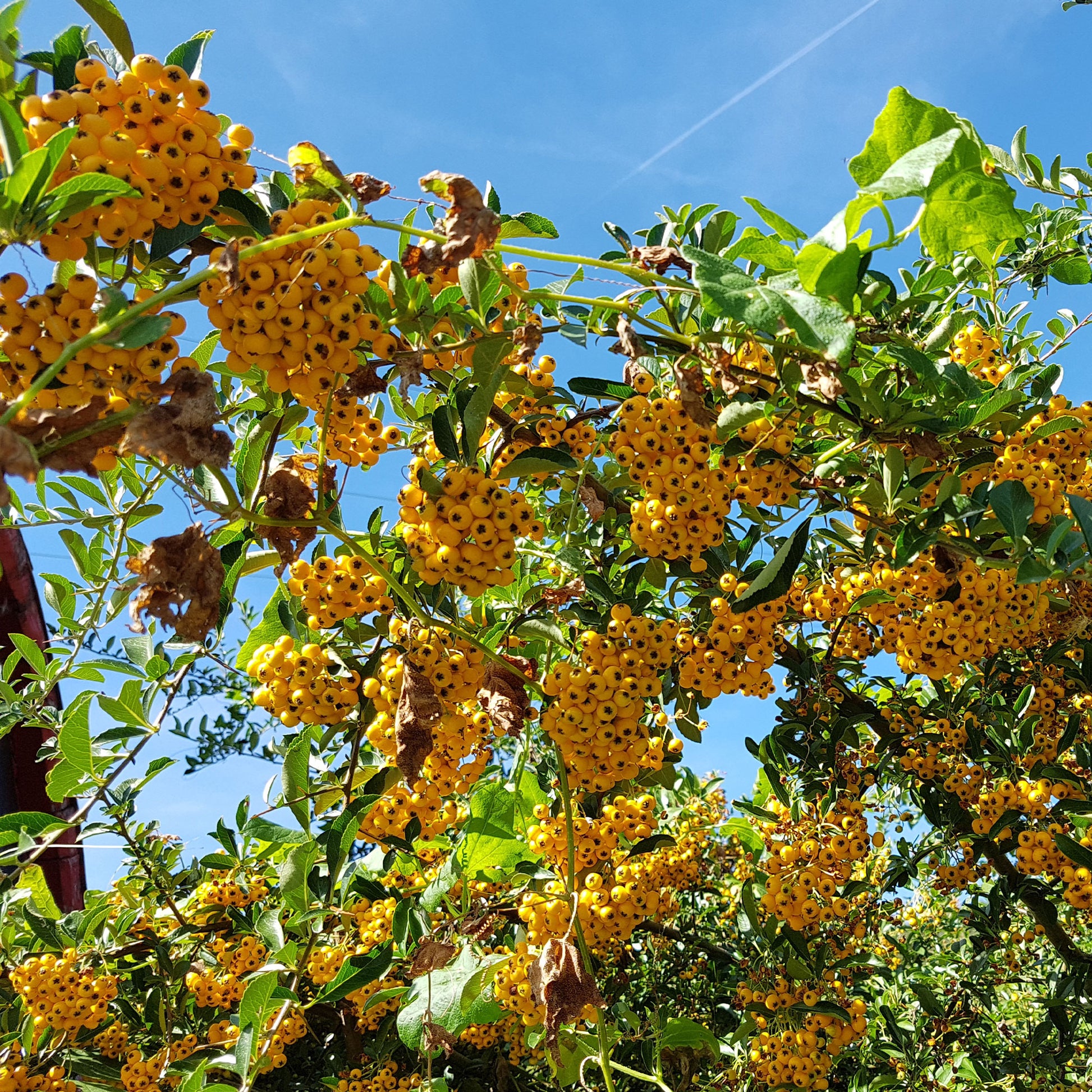 Gelber Feuerdorn (x3) - Pyracantha saphyr jaune - Bakker