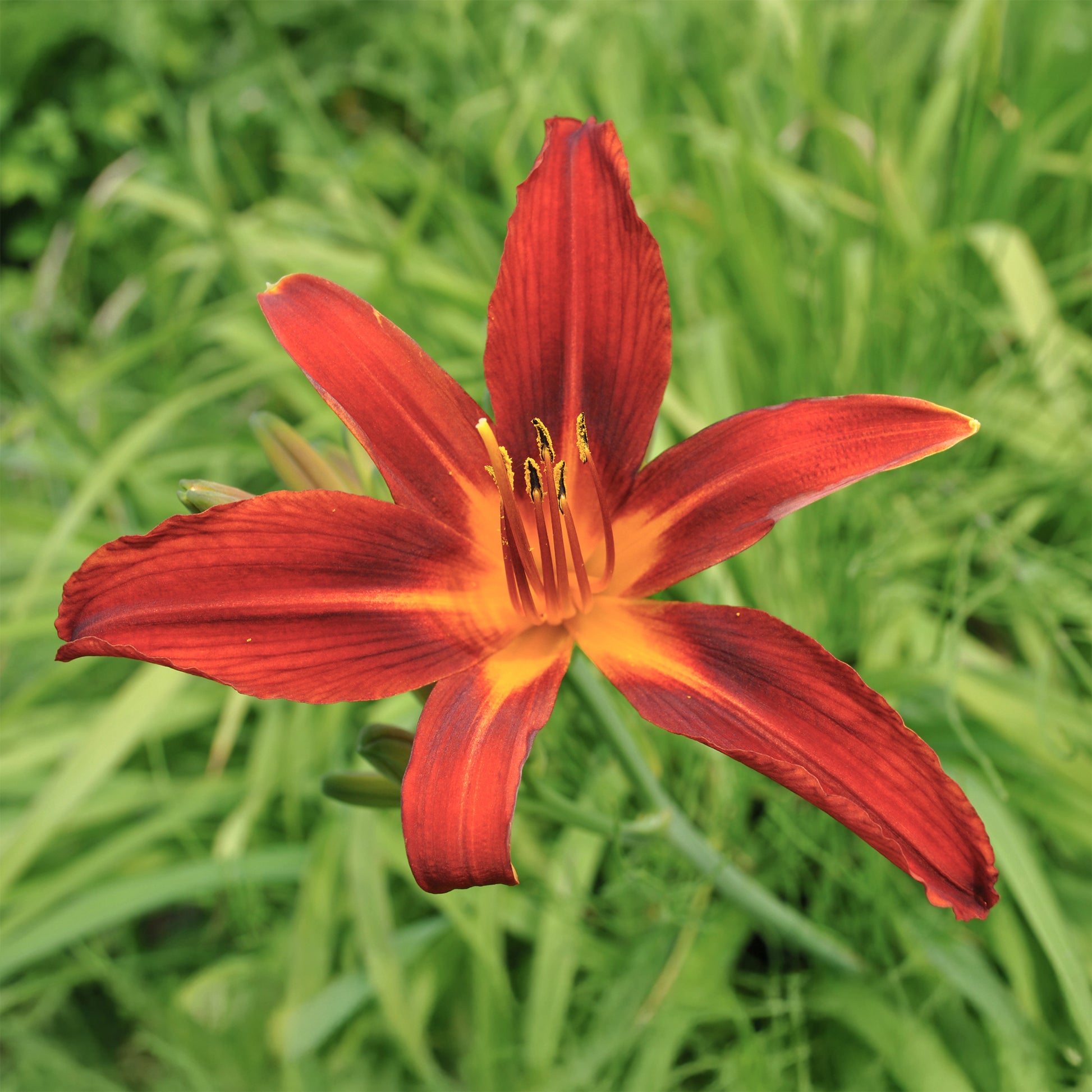 Verkauf Taglilien ‘Crimson Pirate’ (x3) - Hemerocallis Crimson Pirate