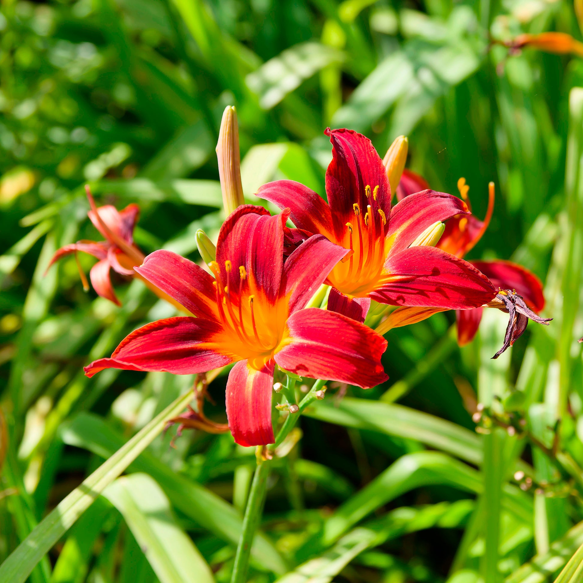 Taglilien ‘Crimson Pirate’ (x3) - Hemerocallis Crimson Pirate - Bakker