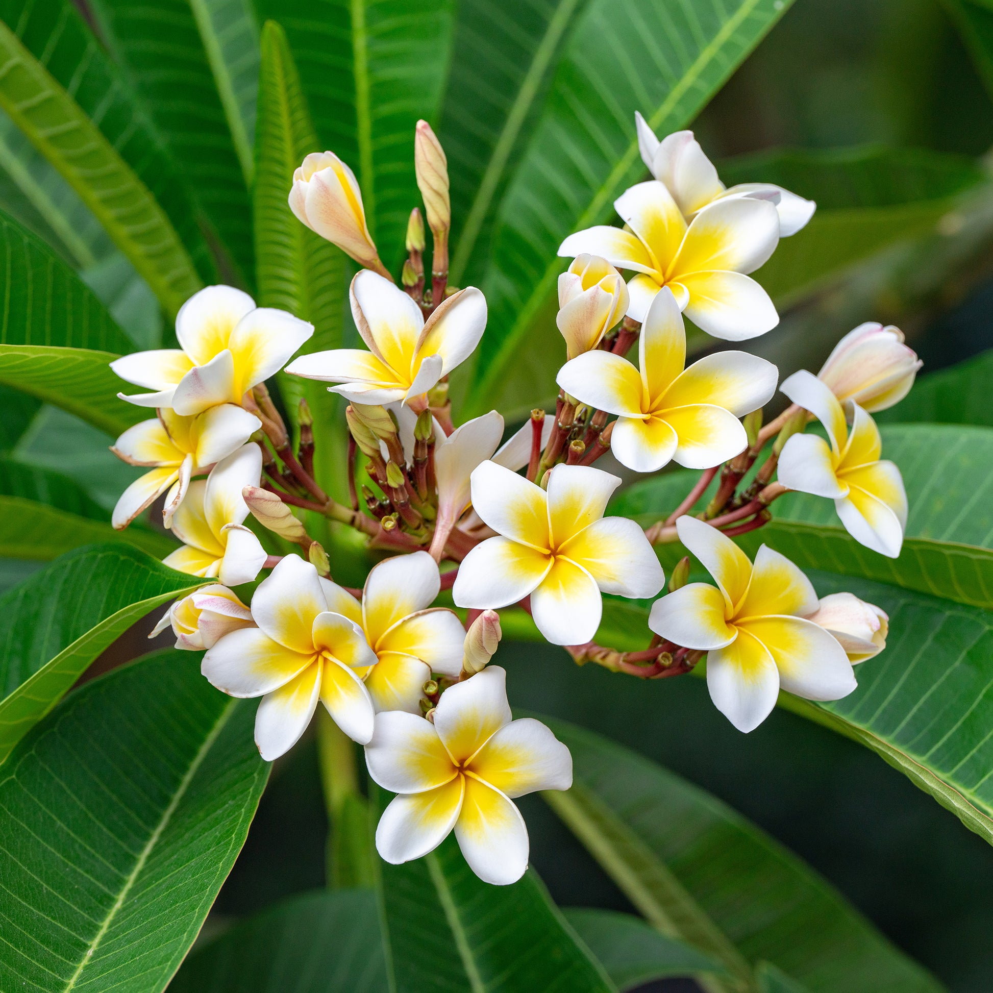 Frangipani - Plumeria alba - Bakker