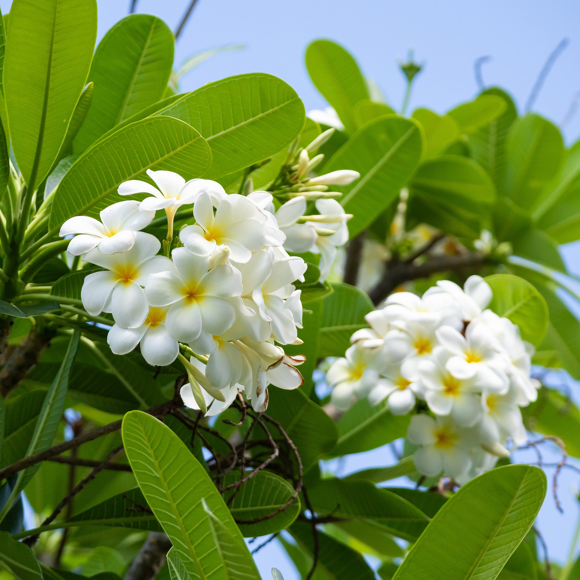 Plumeria alba - Frangipani - Frangipani - Plumeria