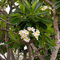 Verkauf Frangipani - Plumeria alba