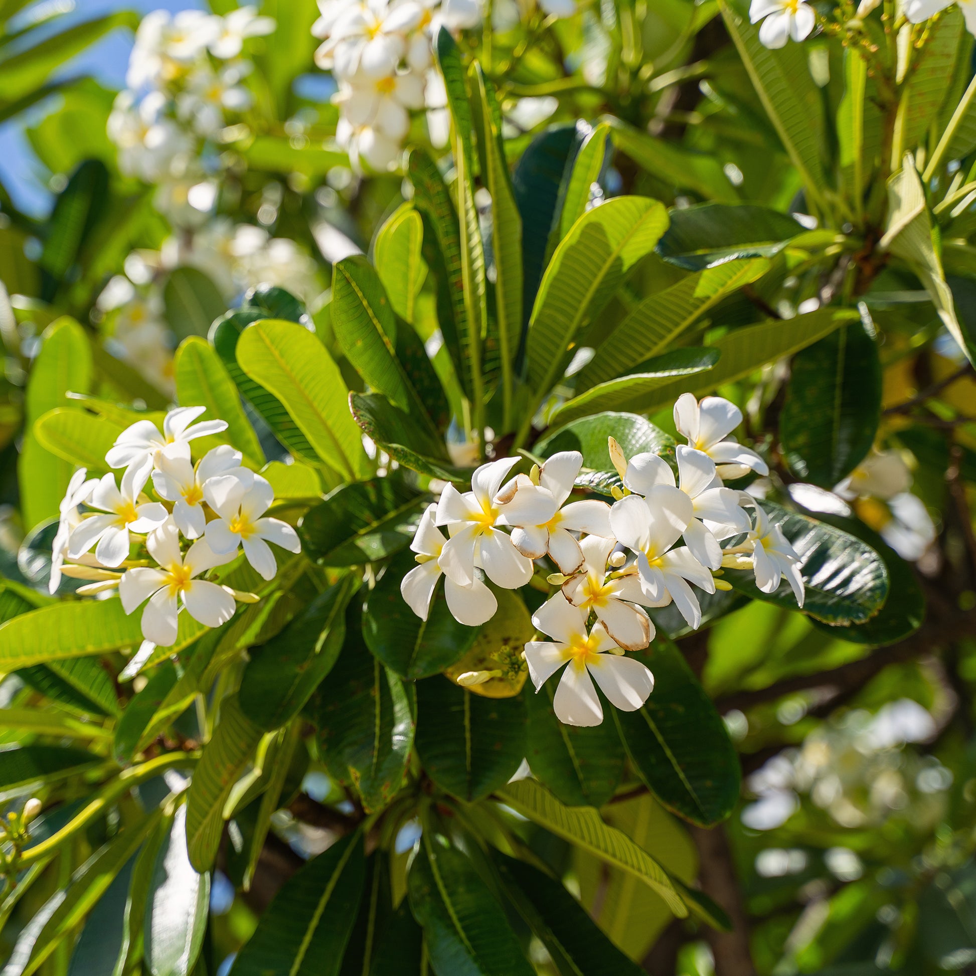 Frangipani - Plumeria - Frangipani - Plumeria alba