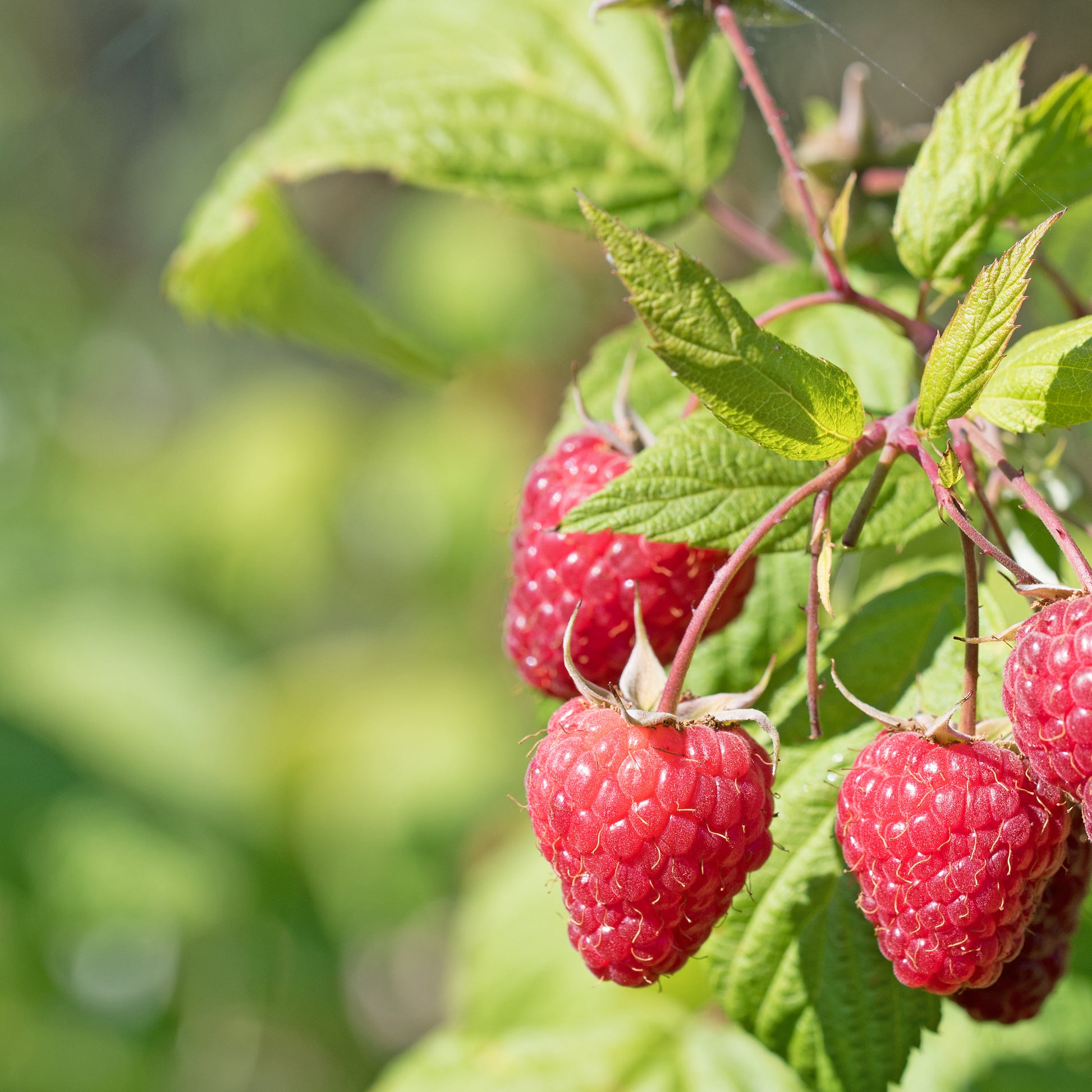 Sammlung von Obstbäumen mit roten Früchten (x9) - Rubus idaeus 'sumo 2', ribes rubrum 'rovada', frag - Obst