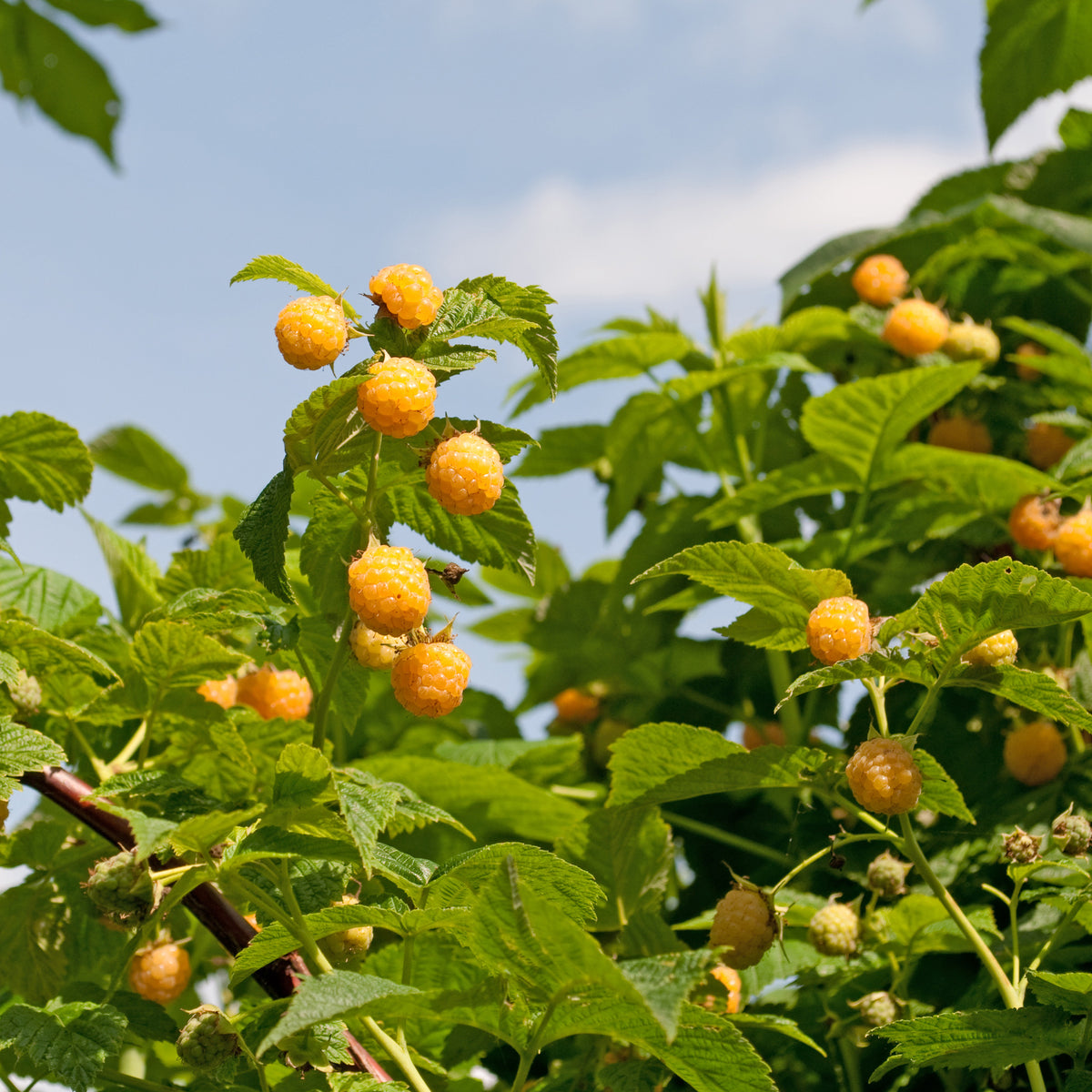 Himbeeren Fallgold - Bakker
