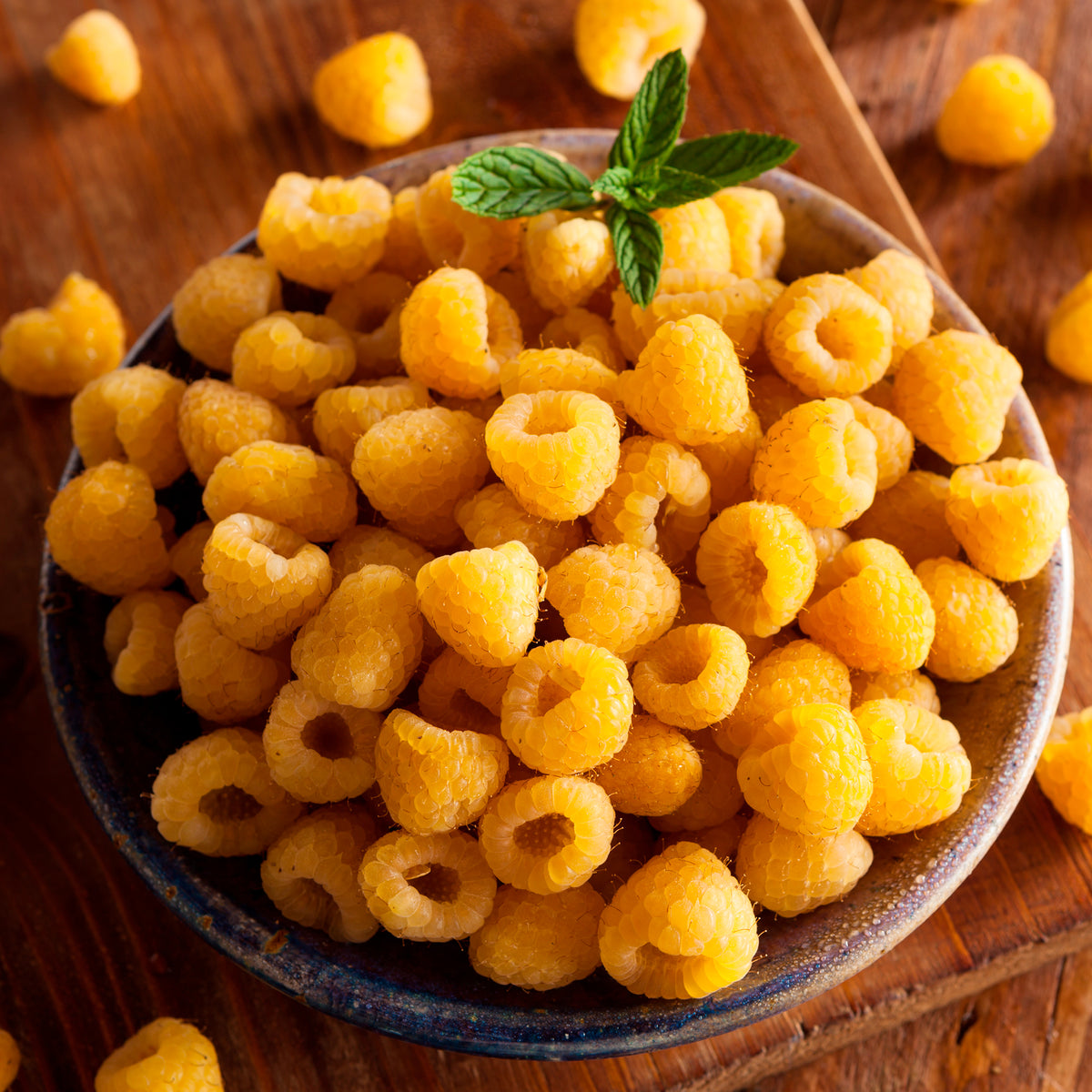 Himbeeren Fallgold