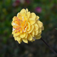 Pompon-Dahlie Double Jill (x3) - Bakker