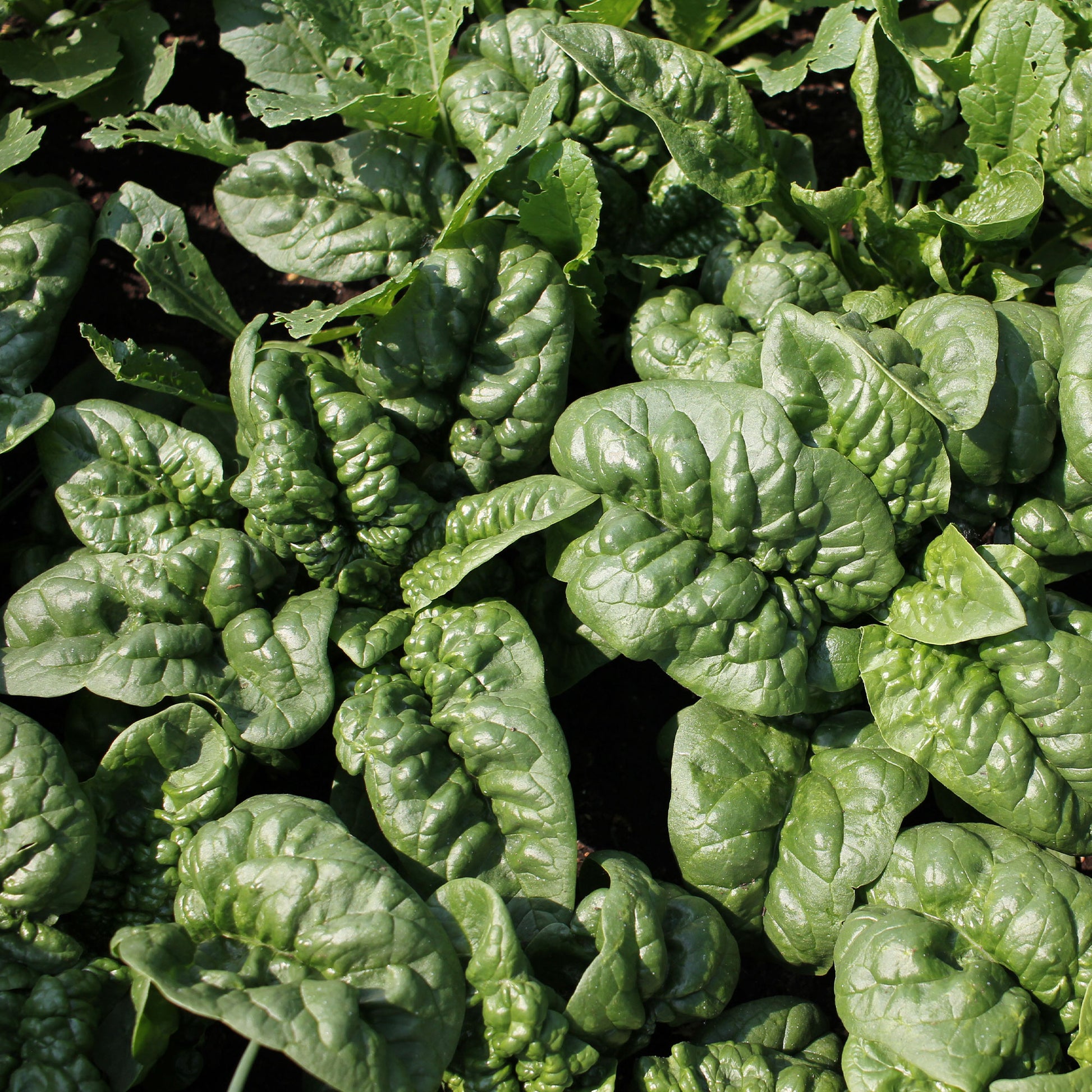 Spinat Lagos HF1 - Spinacia oleracea  lagos hf1 (obt. clause) (30 g) - Bakker