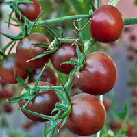 Kirschtomaten Cerise Chocolate - Solanum lycopersicum chocolate cherry - Saatgut