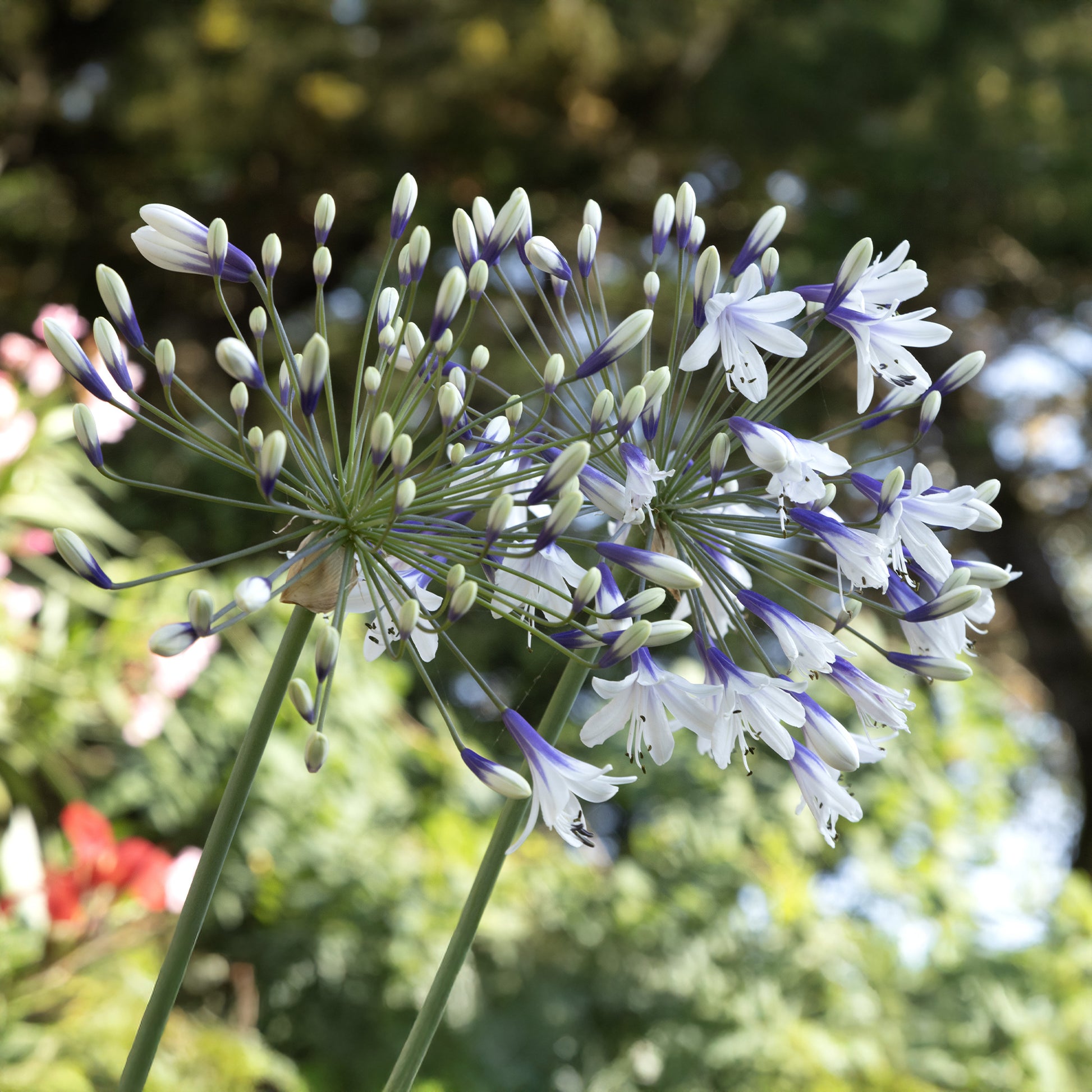 Schmucklilie Twister - Agapanthus Twister - Bakker