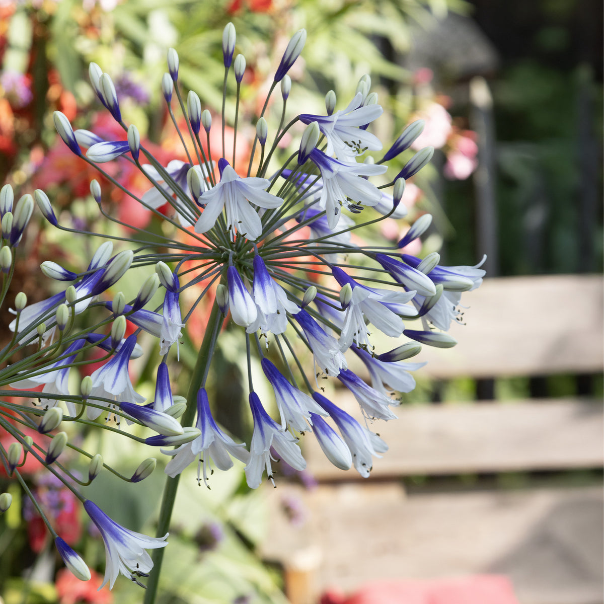 Agapanthus - Schmucklilie Twister - Agapanthus Twister