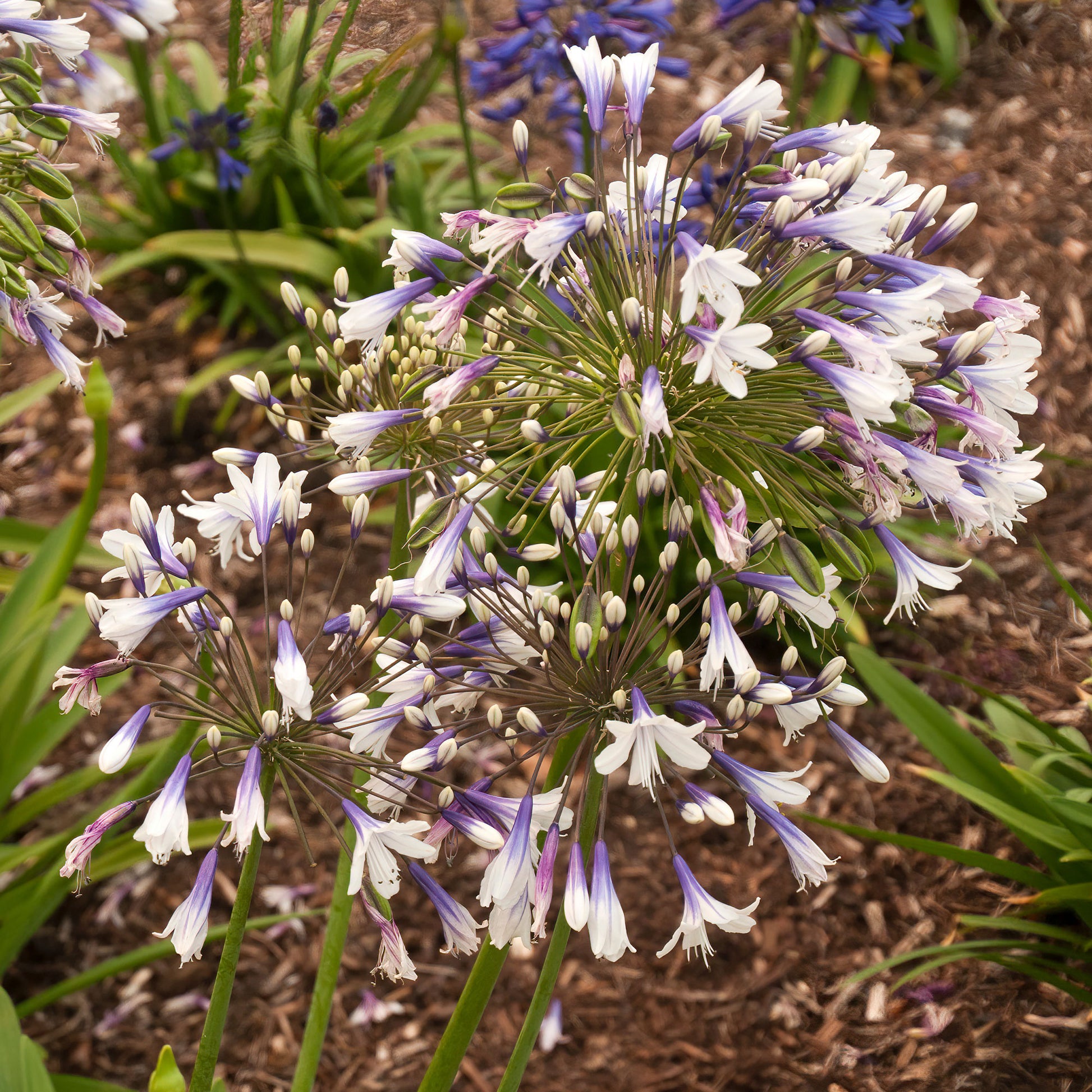 Schmucklilie Twister - Agapanthus Twister