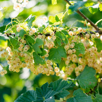 Johannisbeere Blanka (x2) - Bakker