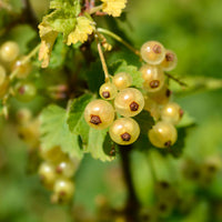 Johannisbeere Blanka (x2) - Ribes rubrum Blanka - Bakker