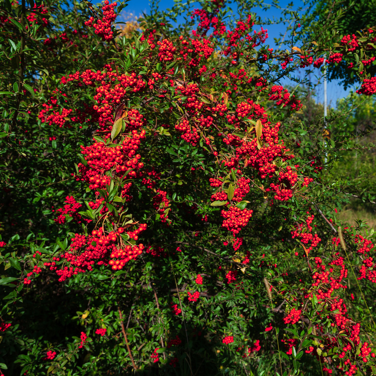 Roter Feuerdorn - Bakker