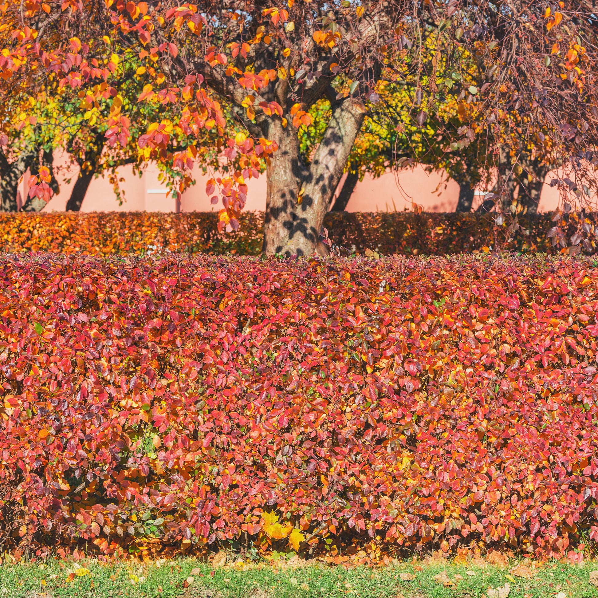 Sträucher - Hecken-Zwergmispel - Cotoneaster lucidus