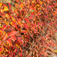 Cotoneaster lucidus - Hecken-Zwergmispel - Sträucher