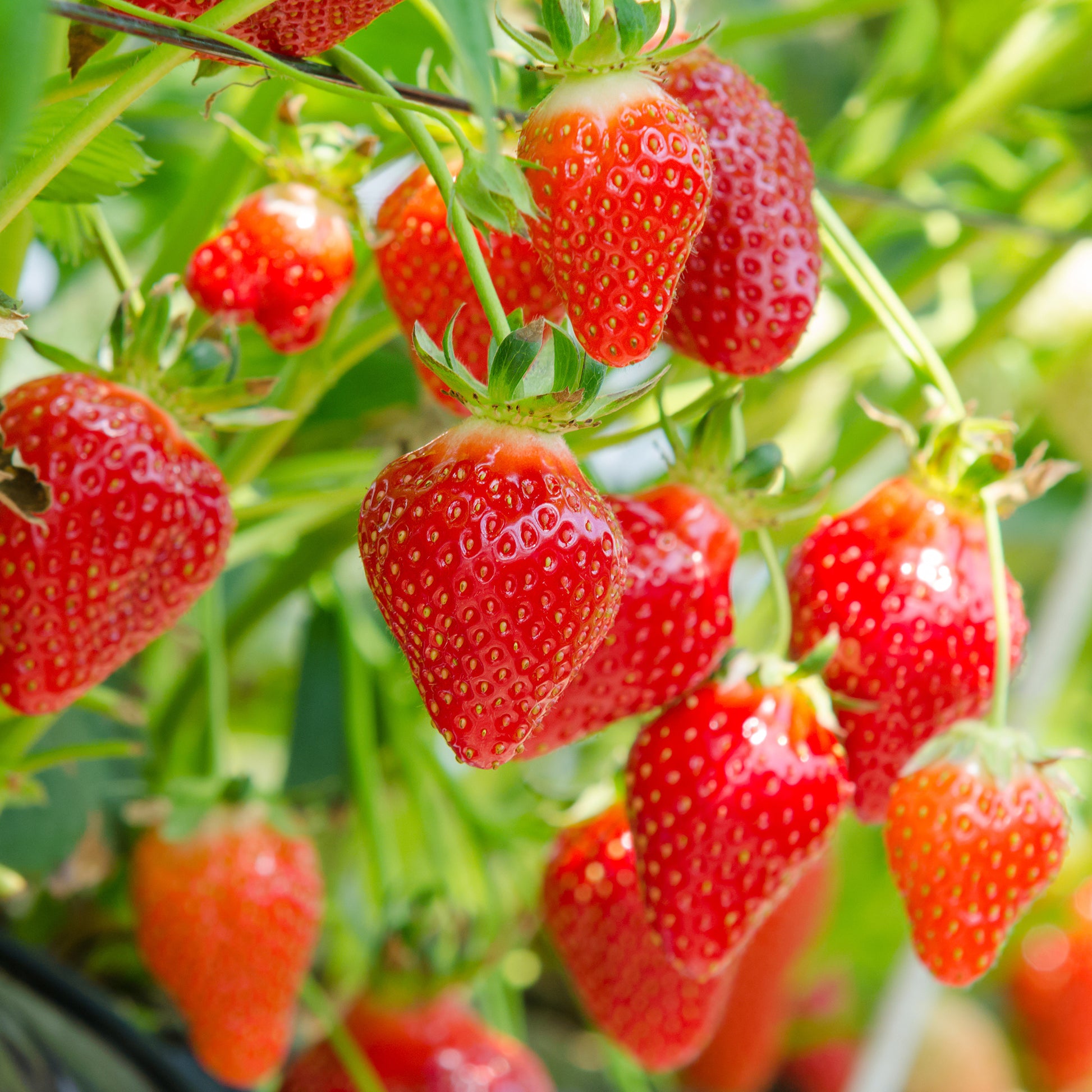 Erdbeere ‘Gariguette’ - Fragaria x ananassa Gariguette - Bakker