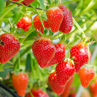 Erdbeere ‘Gariguette’