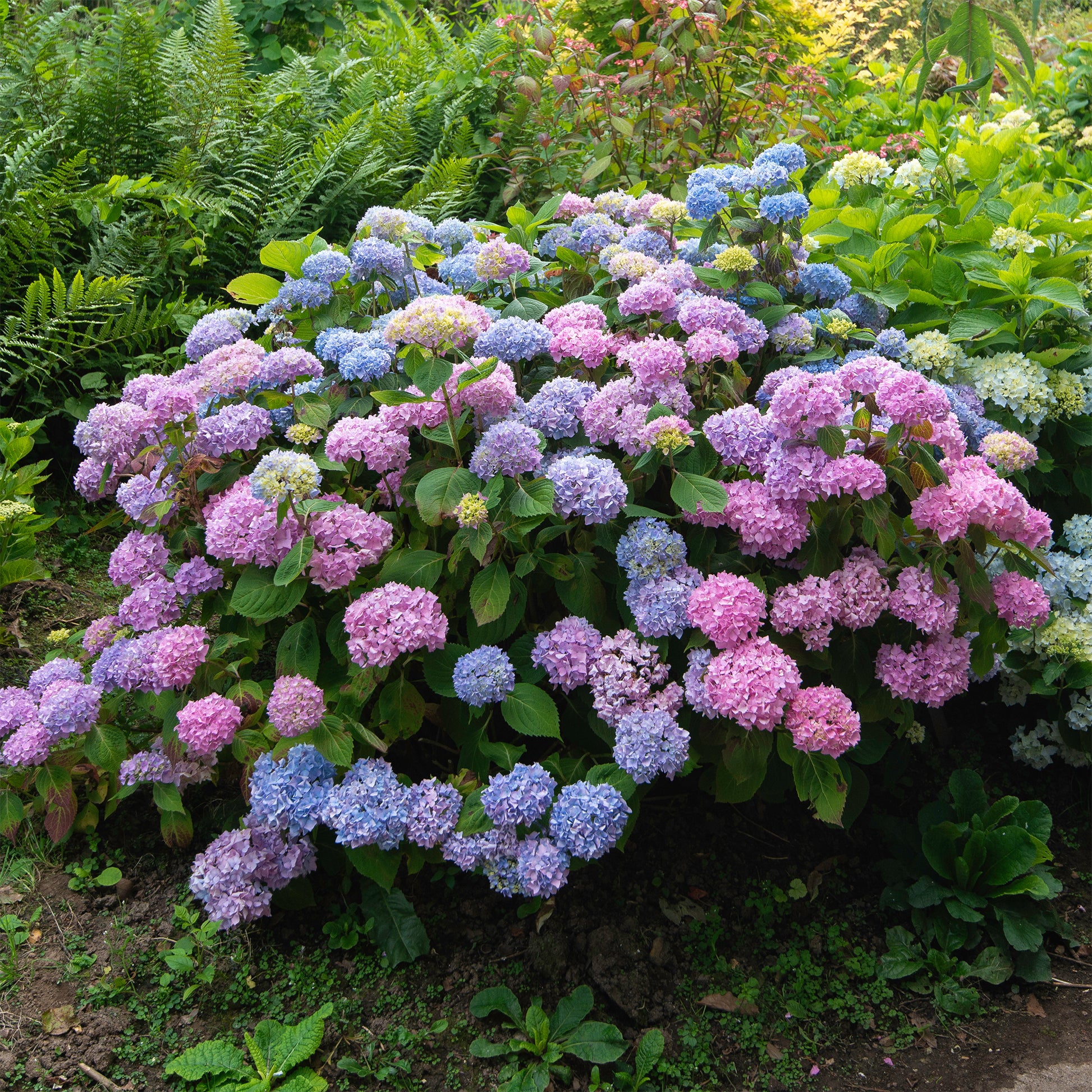 Hydrangea macrophylla - Dreifarbige Bauernhortensie - Großblättrige Hortensie