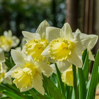 Narcissus goblet - Narzisse 'Goblet' (x10) - Narzissen-Zwiebeln