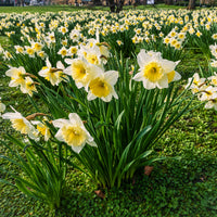 Narzissen-Zwiebeln - Narzisse 'Goblet' (x10) - Narcissus goblet
