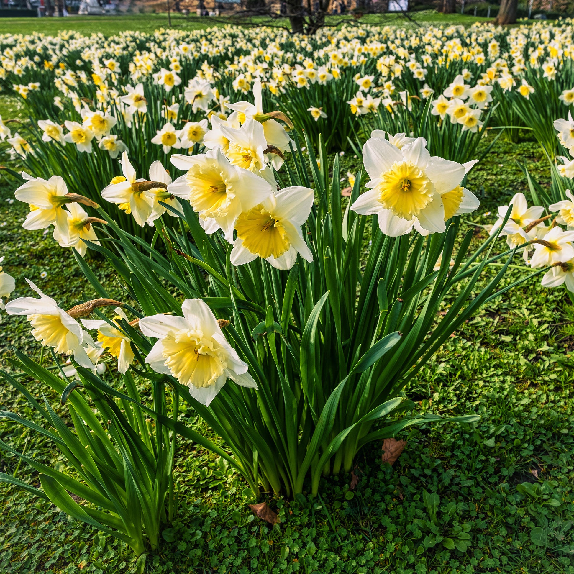 Narzissen-Zwiebeln - Narzisse 'Goblet' (x10) - Narcissus goblet