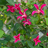 Waldrebe Lady Diana ® - Bakker