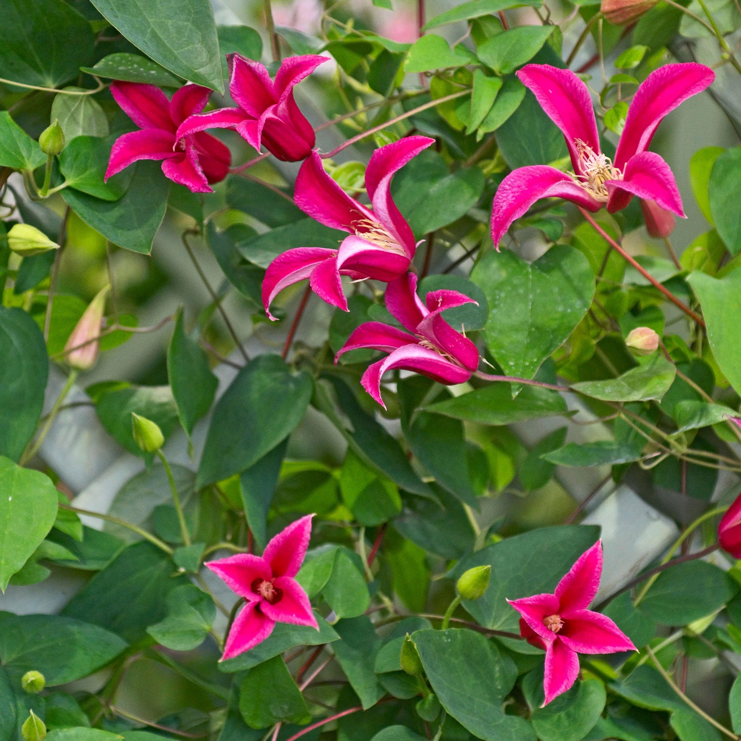 Clematis texensis - Texanische Waldrebe