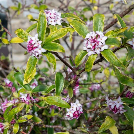 Seidelbast Parfum de Princesse - Bakker