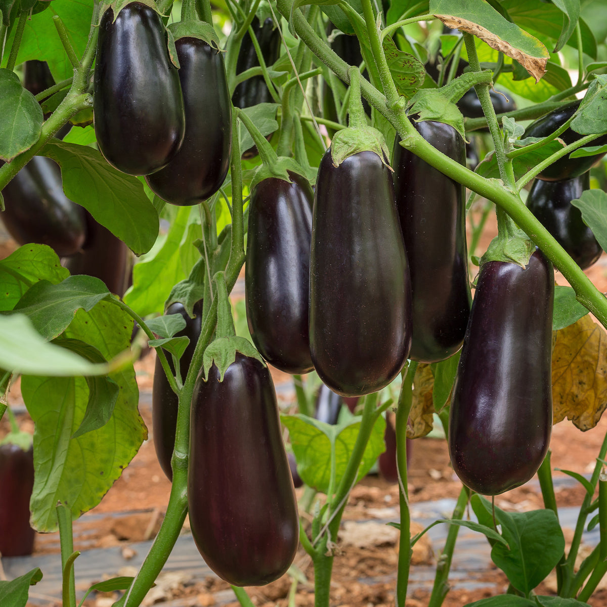 Auberginenpflanzen ‘Baluroi’ F1 (x3) - Solanum melongena Baluroi F1 - Bakker