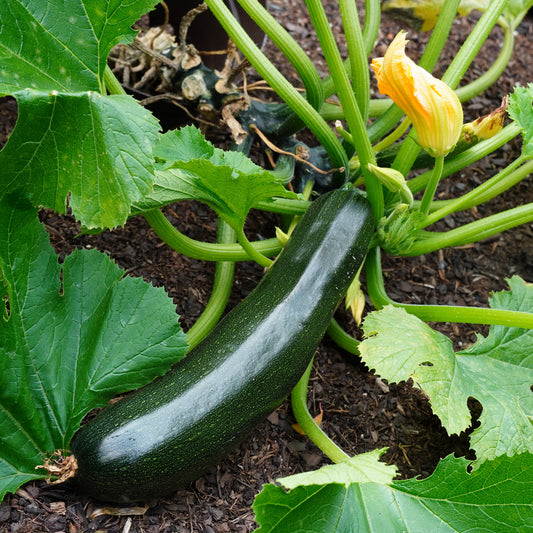 Zucchini Tarmino F1 - Bakker