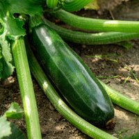 Cucurbita pepo tarmino f1 - Zucchini Tarmino F1 - Gemüsepflanzen