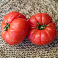 Tomatenpflanzen ‘Marmande’ (x3) - Solanum lycopersicum marmande - Bakker