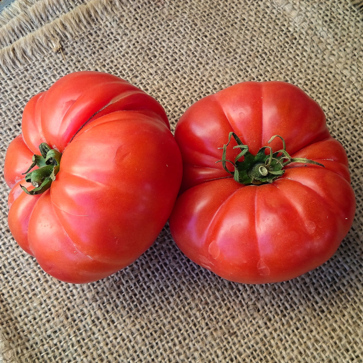 Tomatenpflanzen ‘Marmande’ (x3) - Solanum lycopersicum marmande - Bakker