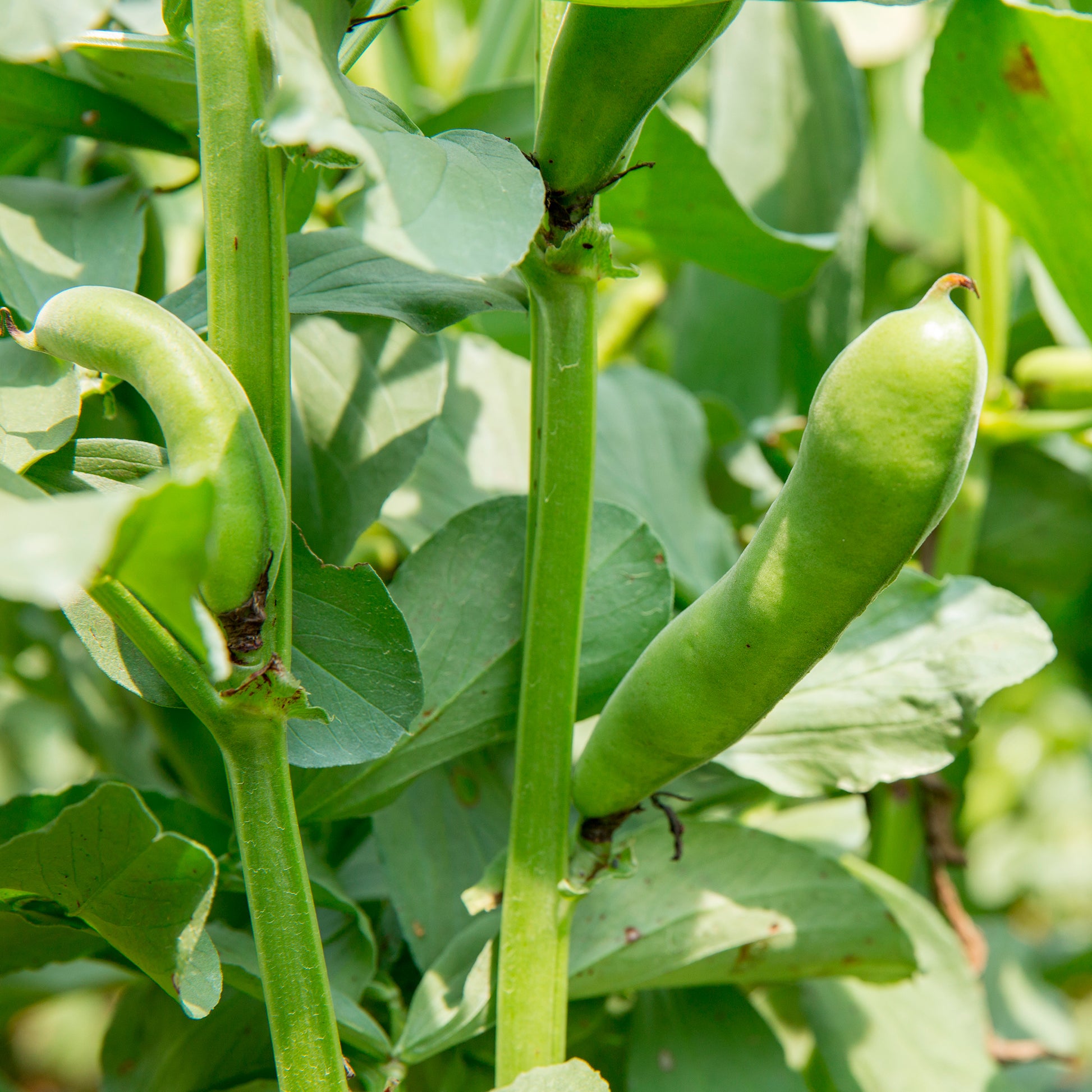 Saatgut Ackerbohne weiß extra früh - Vicia faba blanche précoce