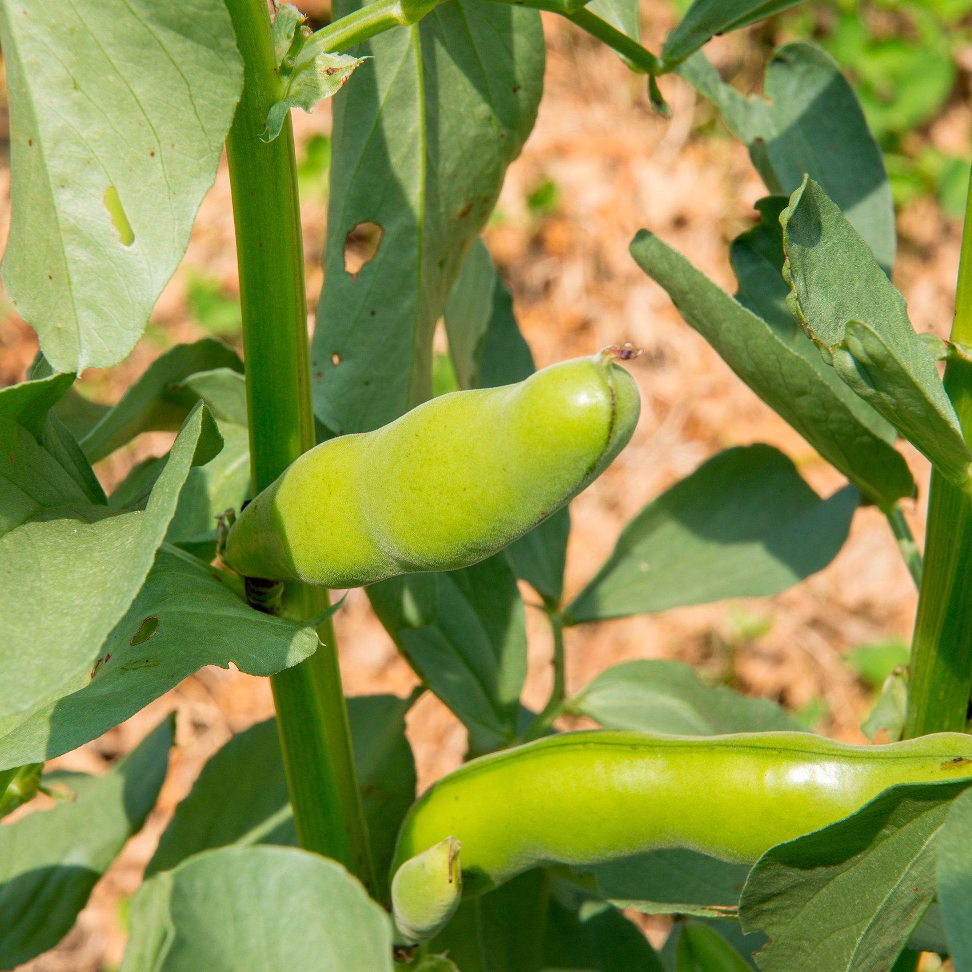 Saatgut Ackerbohne weiß extra früh - Vicia faba blanche précoce