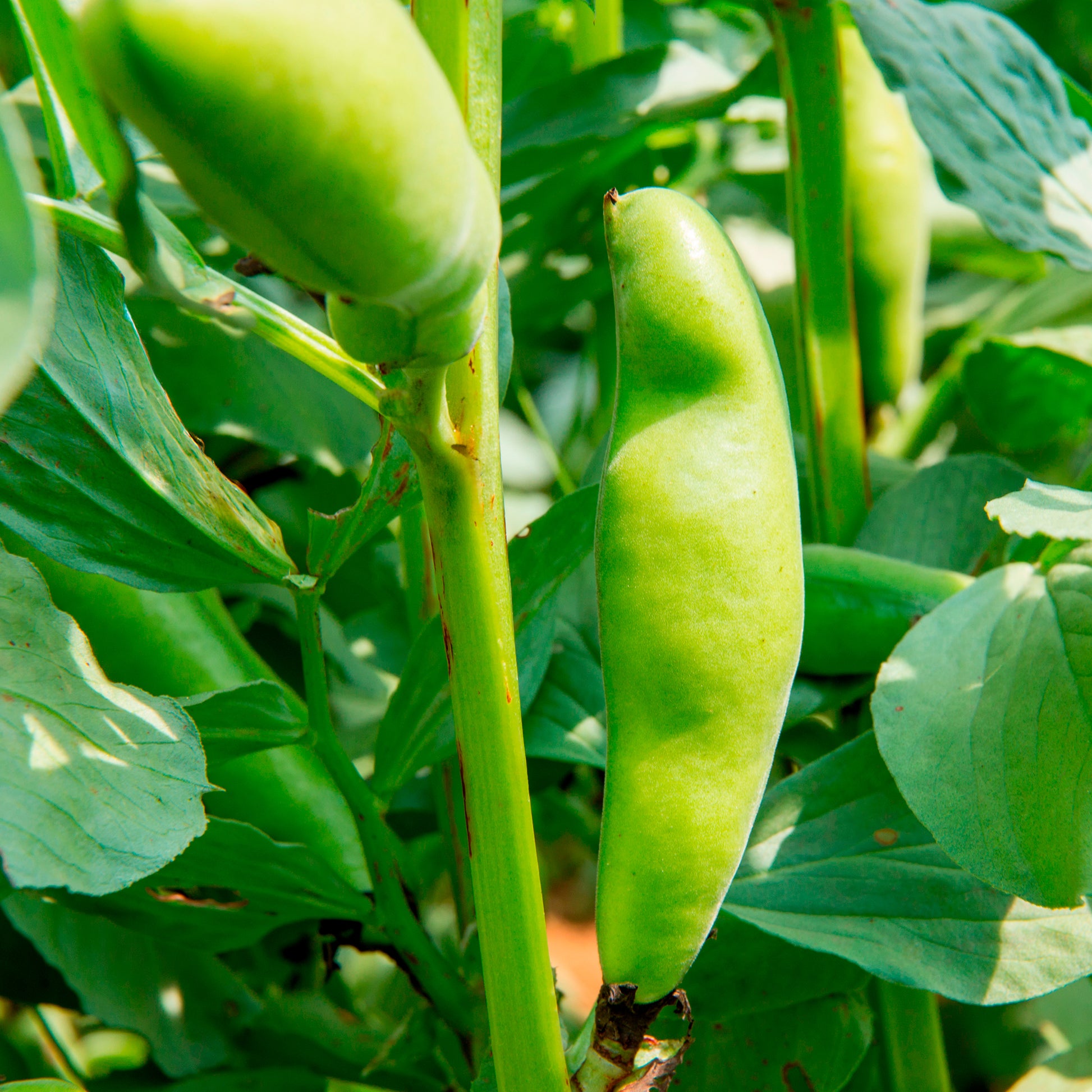 Saatgut Ackerbohne weiß extra früh - Vicia faba blanche précoce