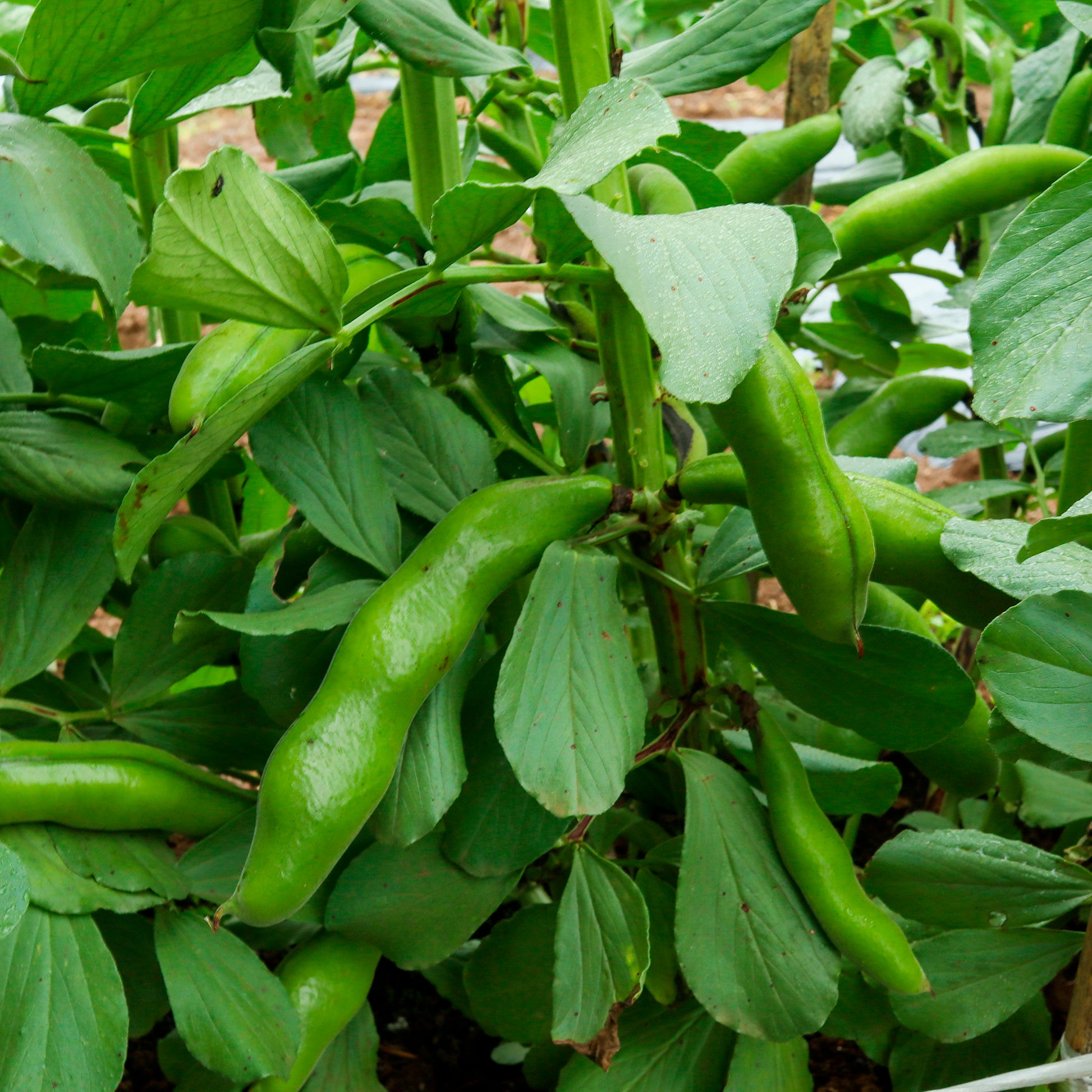 Saatgut Ackerbohne weiß extra früh - Vicia faba blanche précoce