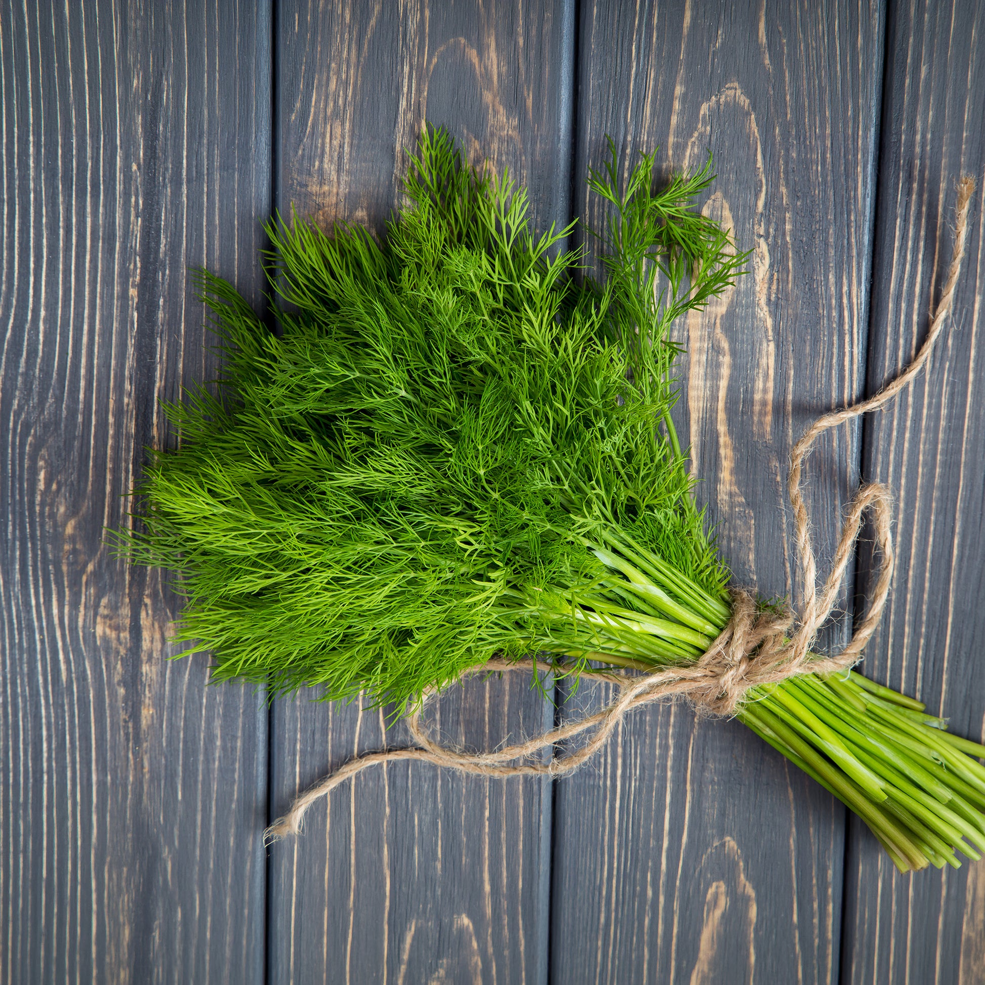 Saatgut Dill Bouquet - Anethum graveolens bouquet
