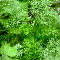 Dill Bouquet - Anethum graveolens bouquet - Bakker