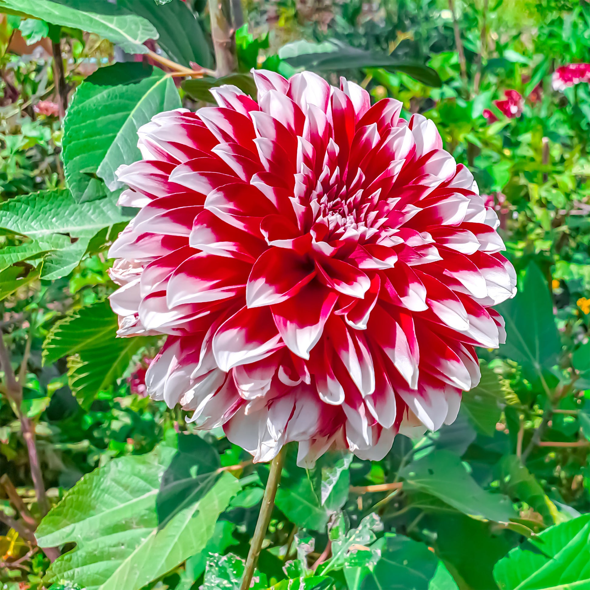 Dahlie Fubuki rot-weiß (x3) - Dahlia fubuki red and white - Bakker