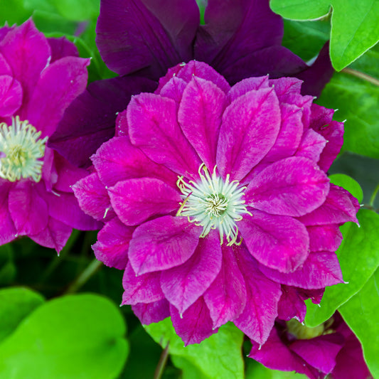 Waldrebe Red star - Bakker